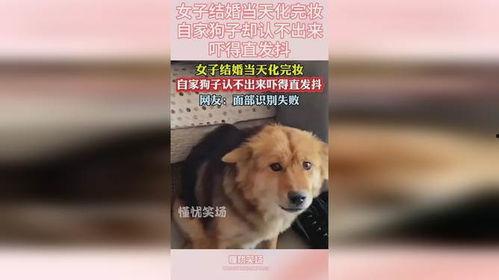 狗子的最新爆料视频下载,幕后真相大起底！  第3张